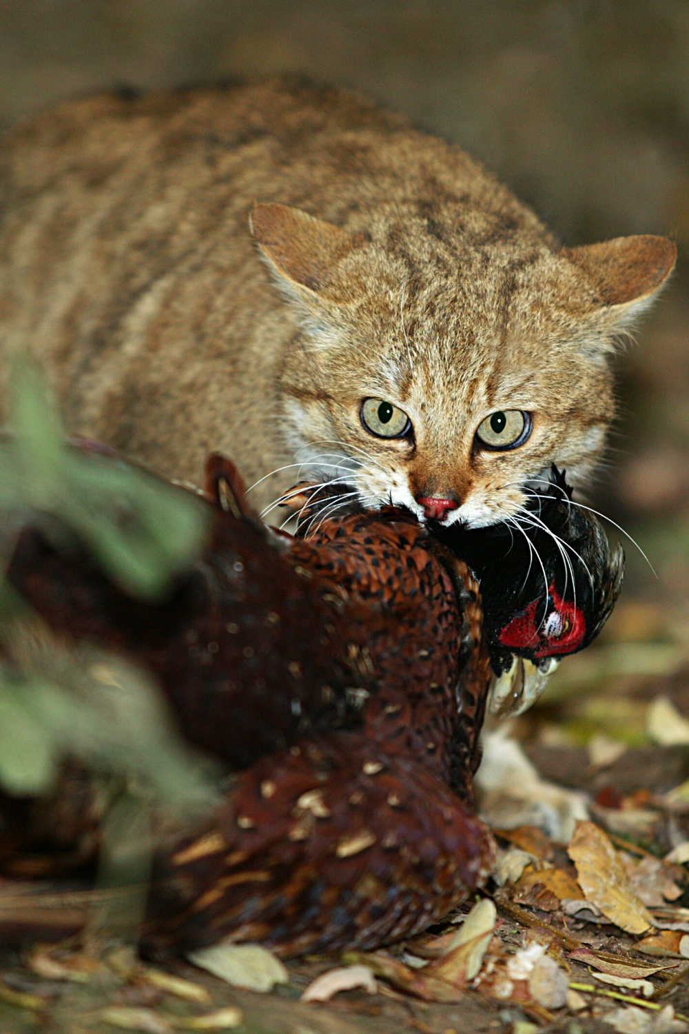 Les grands chats sauvages mangent des proies plus grosses et plus rassasiantes comme les chauves-souris, les lapins sauvages et parfois des oiseaux