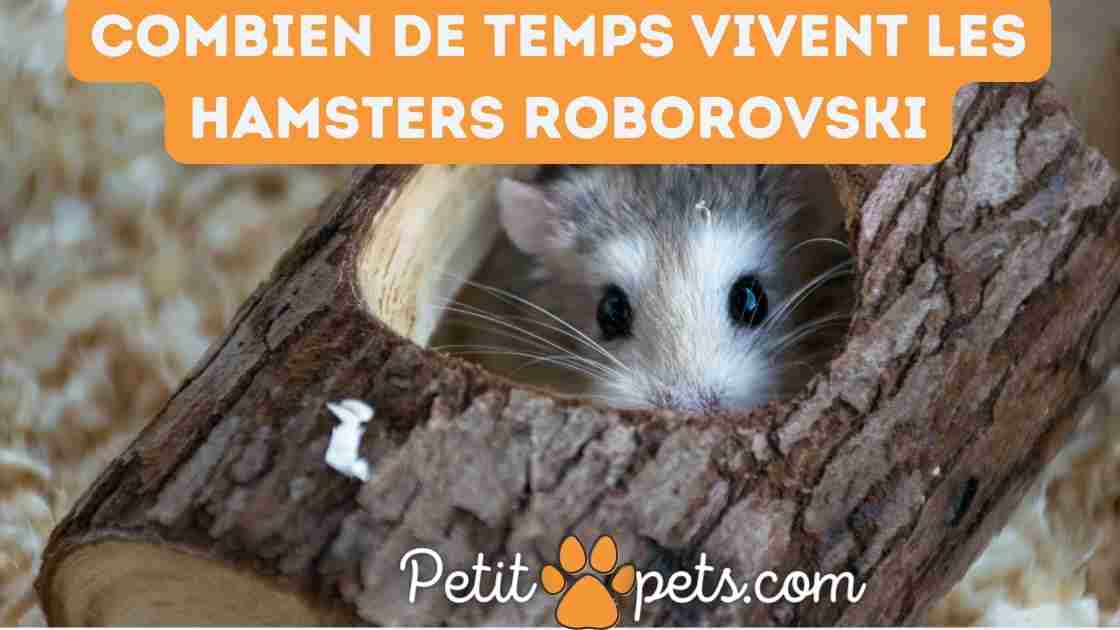 Combien de temps vivent les hamsters roborovski