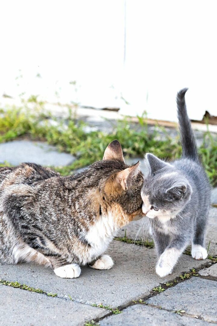 Les phéromones présentes sur le front des chats favorisent la liaison entre les mères et leurs nouveau-nés.
