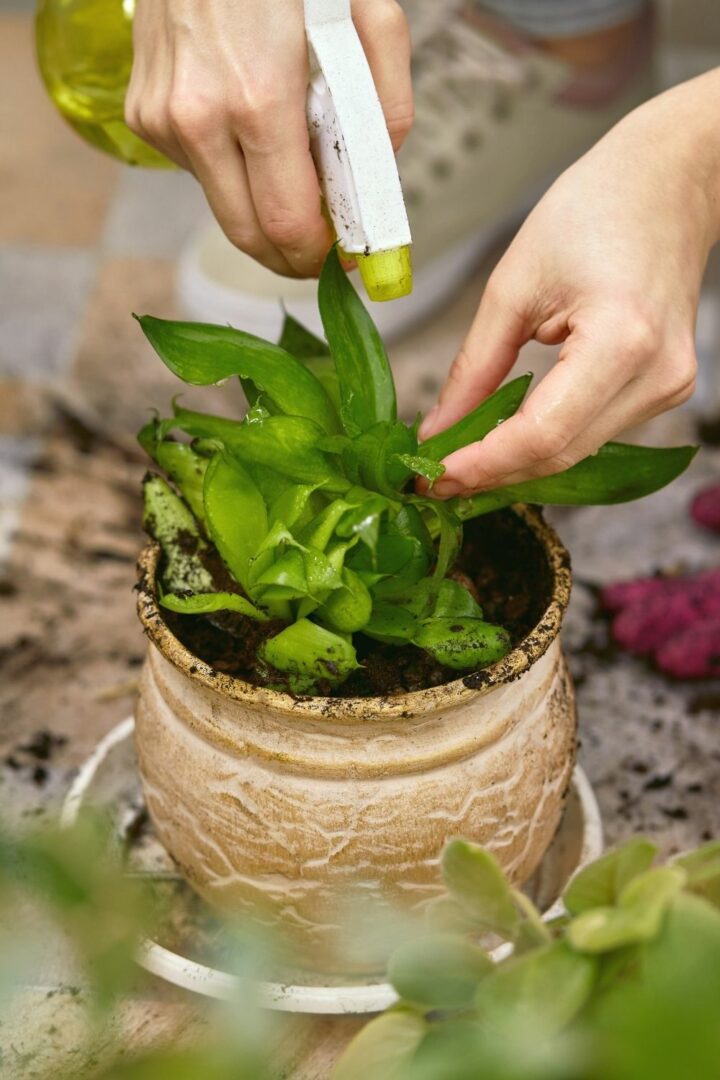La pulvérisation d'une solution eau-vinaigre sur vos plantes est un autre moyen d'empêcher les chats de les manger.