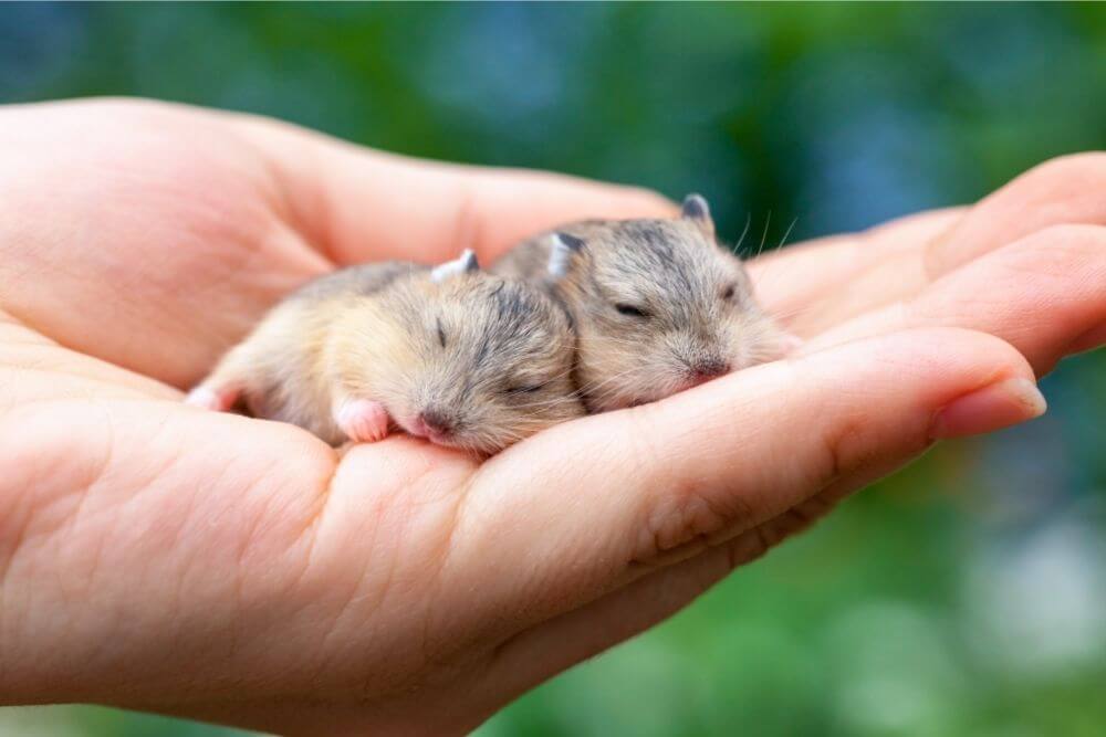 Deux hamsters nains endormis