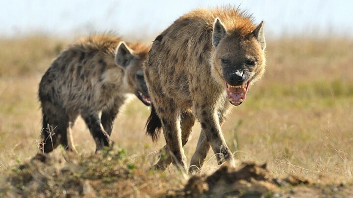 Que mangent les hyènes ? ( La réponse )