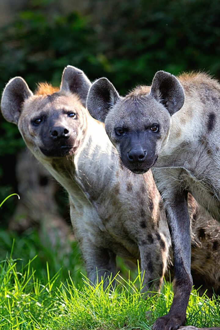 Lorsque les hyènes chassent de grands animaux comme les éléphants, elles forment des groupes de 3 ou plus