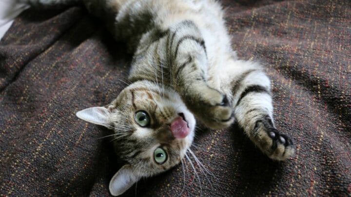 4 raisons pour lesquelles les chats lèchent leurs orteils