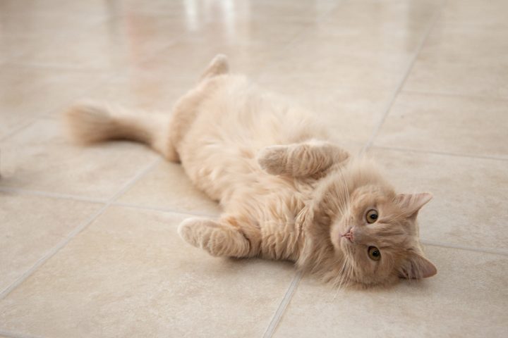 Pourquoi les chats se roulent sur le dos quand ils vous voient ?