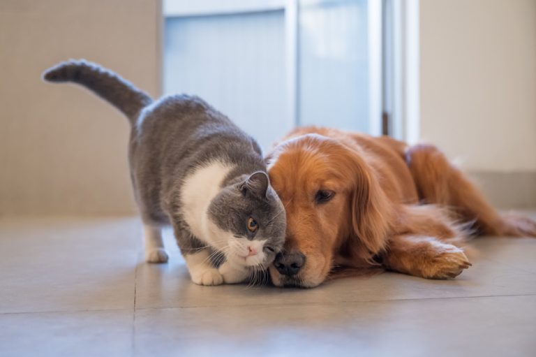 Pourquoi mon chat se frottetil contre mon chien ? (Répondu)