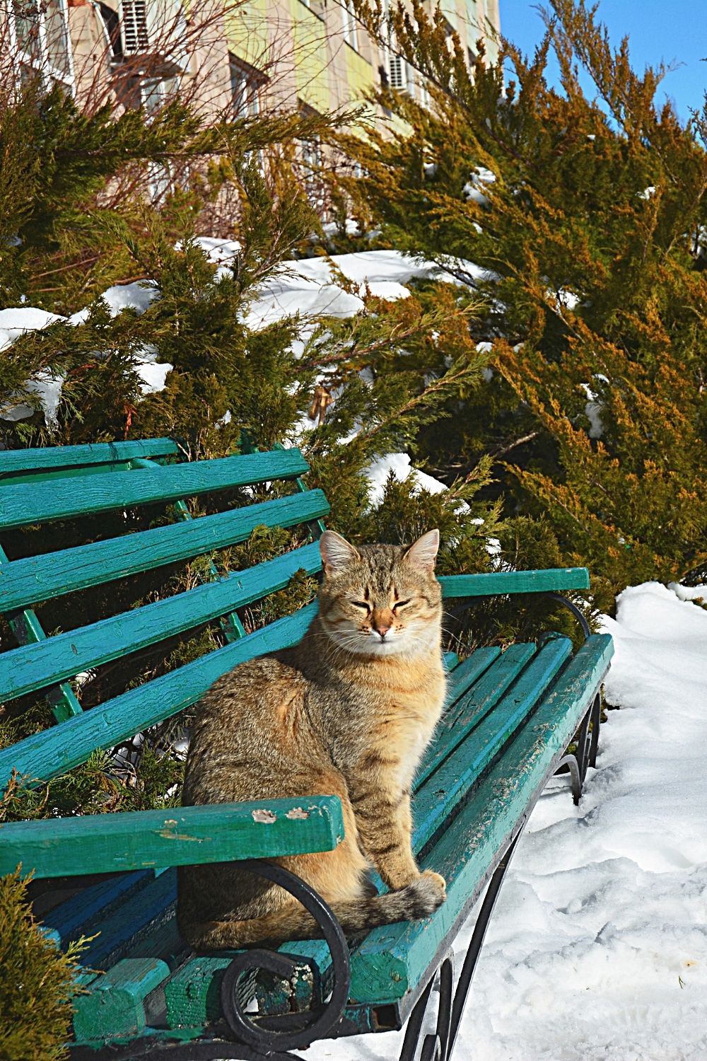 Vous pouvez toujours faire preuve de gentillesse envers un chat errant ou sans abri pour le rendre plus confortable pendant les mois froids