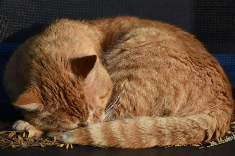 Chat tigré roux recroquevillé et endormi sur des feuilles