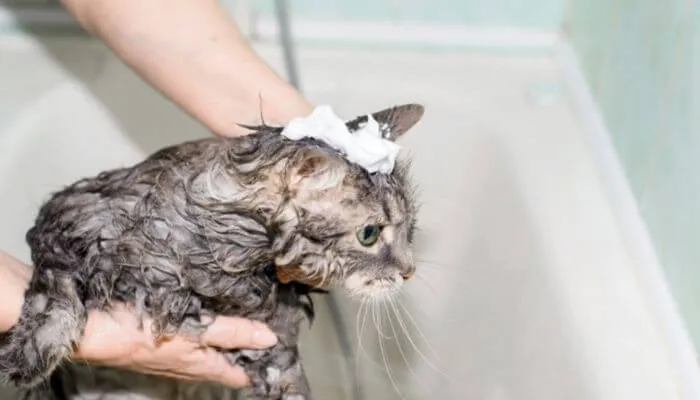 shampooing pour chats et pellicules