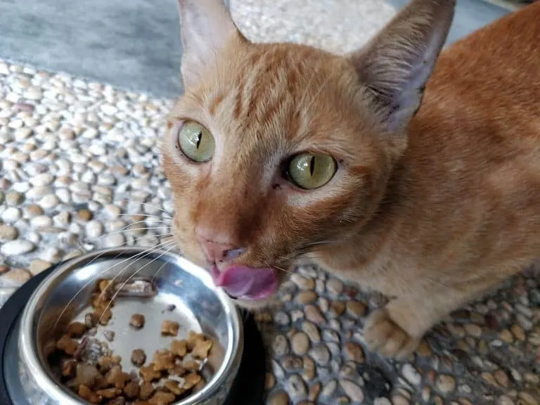 Le chat cherche à savoir si son maître le regarde manger.