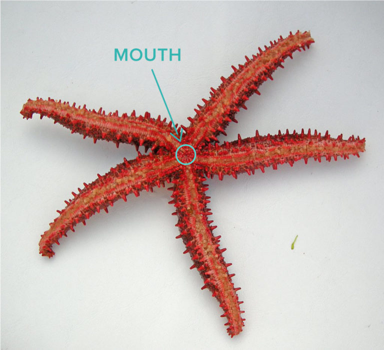 Face orale de l'étoile de mer avec une bouche au centre