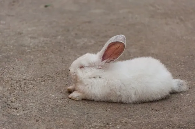 Un lapin blanc qui dort sur le sol