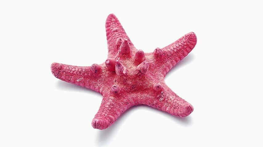 Naturellement, les étoiles de mer se ratatinent en boule ou se recroquevillent lorsqu'elles se dessèchent.