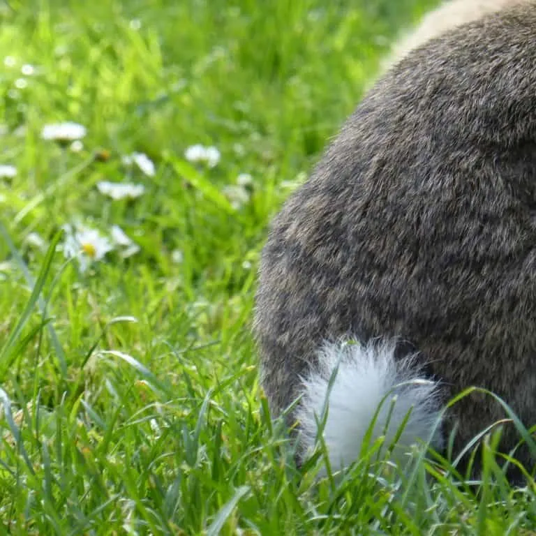 Un lapin qui pète dans l'herbe verte
