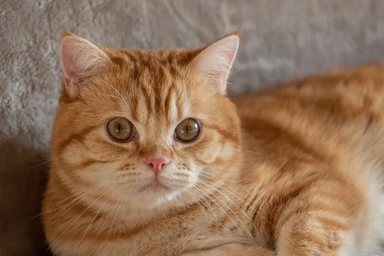 Pourquoi les chats aiment qu'on leur gratte les oreilles