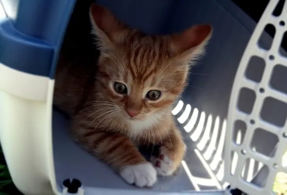 Transporter un chat voiture comment en error.webket.jp :