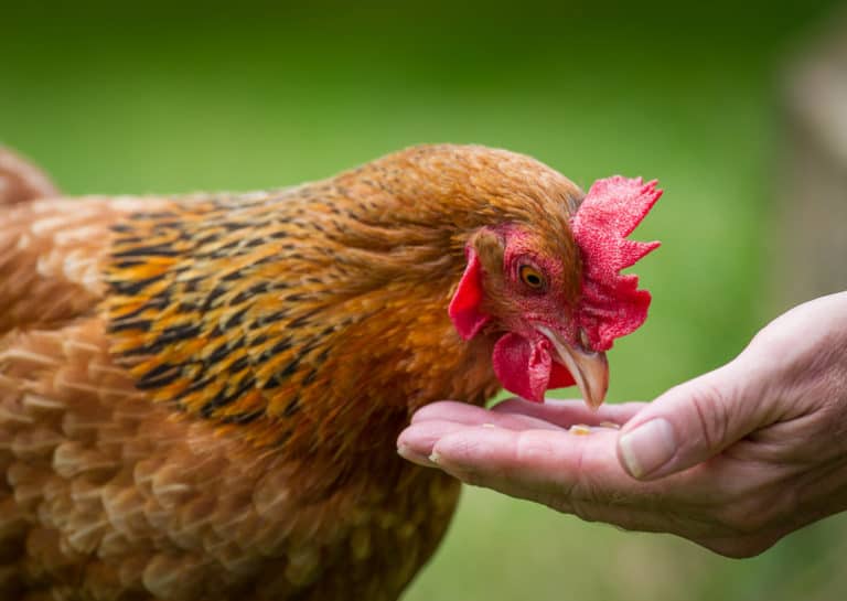 Quelles sont les façons de nourrir vos poulets ?