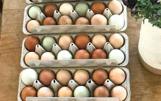 Les œufs de poule