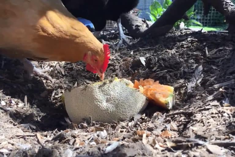 Les poules peuvent-elles manger les écorces de cantaloup ?