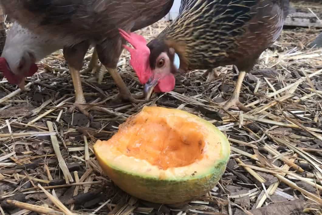 Peut-on donner du melon aux poules