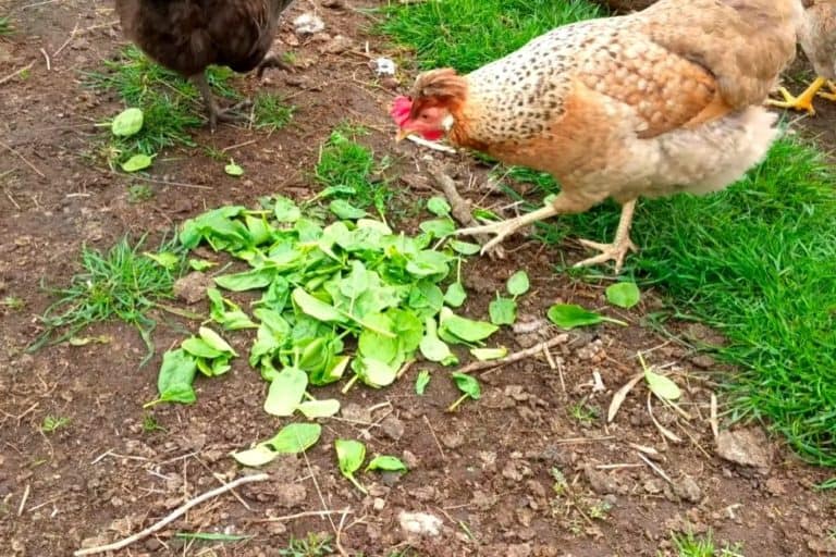 Les poulets peuvent-ils manger des épinards ?