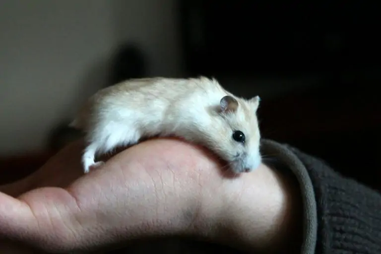 Un hamster dans une main