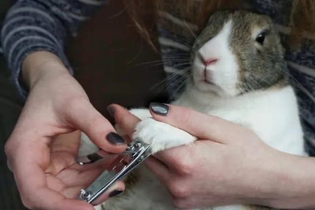 Un lapin blanc se fait couper les ongles à l'aide d'un coupe-ongles normal.