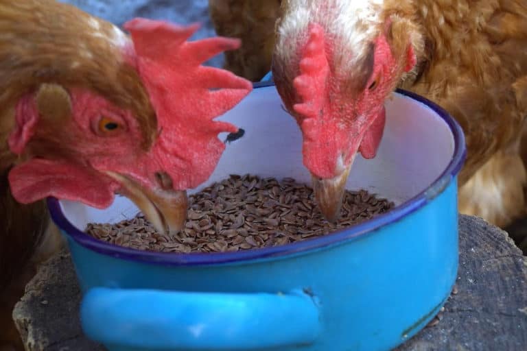 Les graines de lin sont-elles bonnes pour les poulets ?
