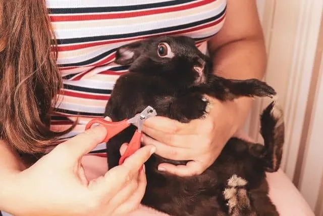 Un lapin se fait couper les ongles par son propriétaire à l'aide d'un coupe-ongles.
