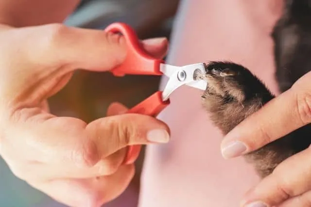 Un lapin se fait couper les ongles à l'aide d'un coupe-ongles.