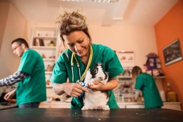 Un vétérinaire coupe les ongles d'un jeune lapin à tête de lion dans son cabinet.