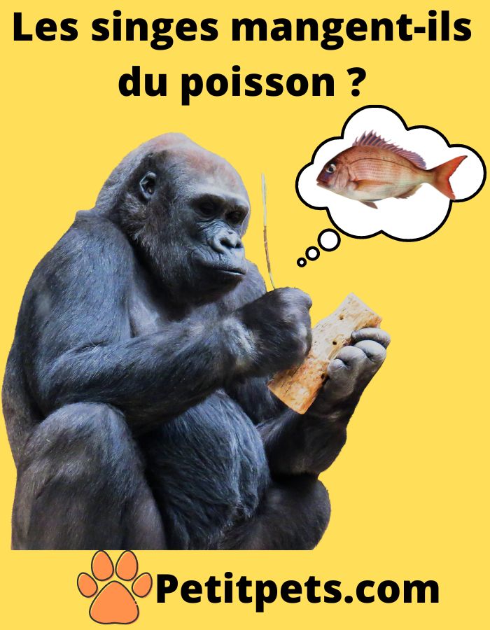 Les singes mangent-ils du poisson ?