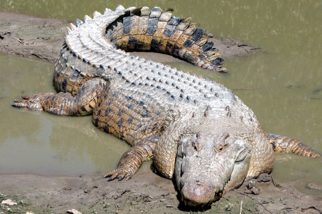 Crocodile d'eau salée