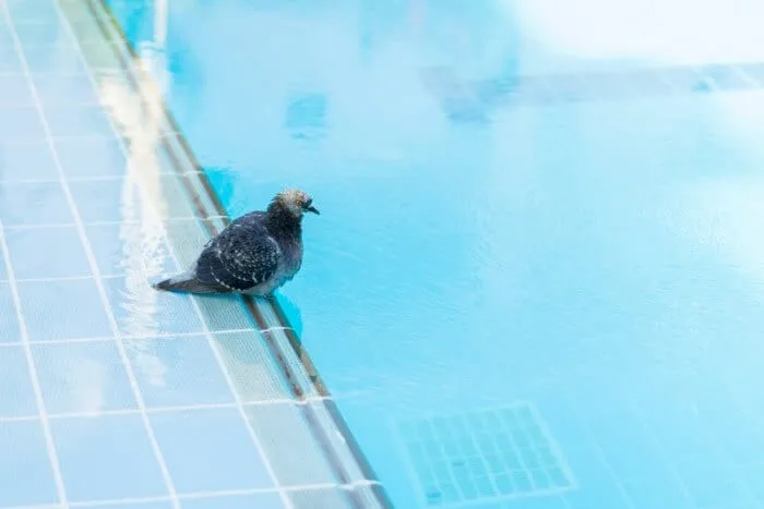 Pigeons buvant dans une piscine