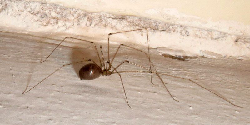 araignée de cave