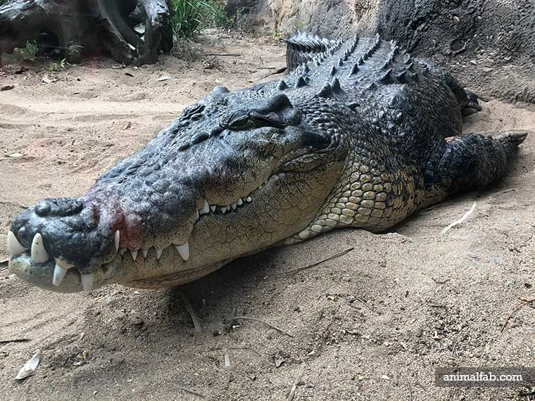 à quel moment de la journée les crocodiles dorment-ils ?