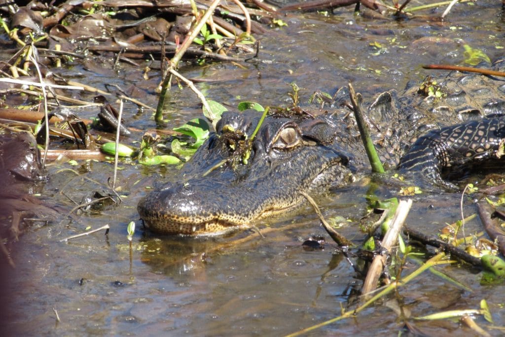 Le camouflage des crocodiles