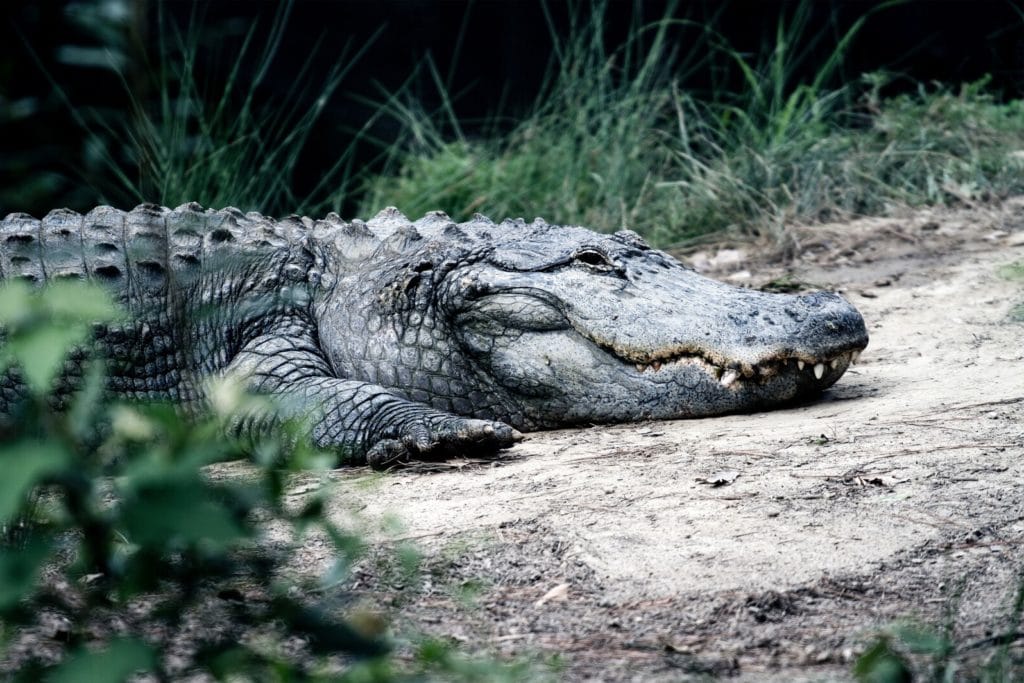 Crocodile sur terre