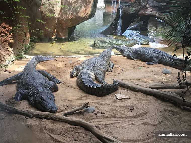 Les crocodiles dorment-ils sous l'eau ou sur terre ?