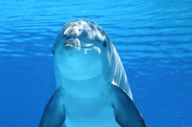 Un joli dauphin sous l'eau