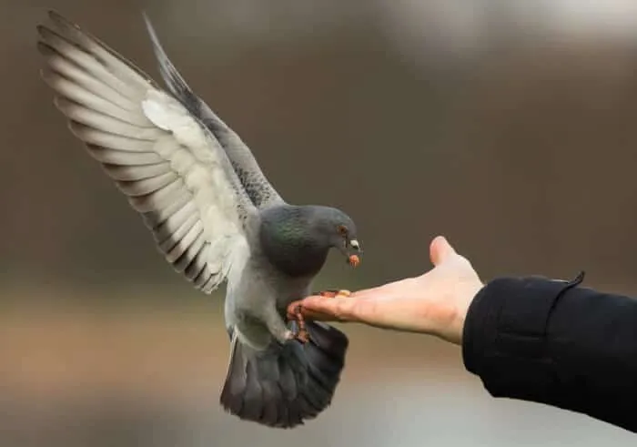 alimentation des pigeons sauvages à la main