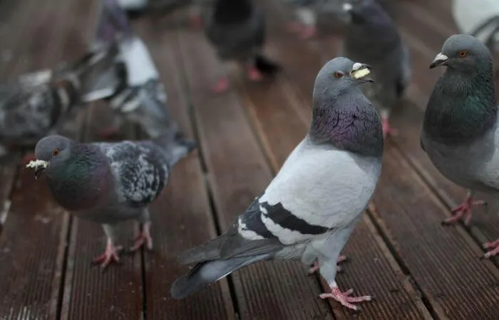 La nourriture attire les pigeons