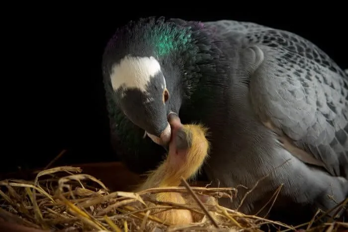 Alimentation des bébés pigeons