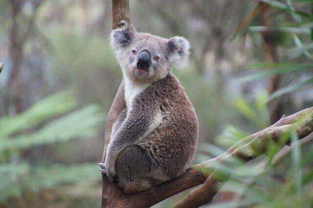 koala sur une branche d'arbre