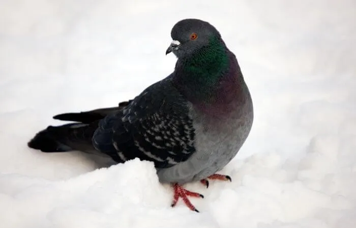Le pigeon par temps froid