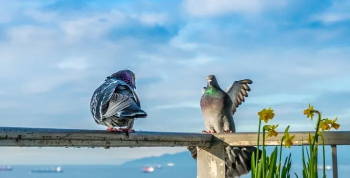 Les pigeons s'attaquent entre eux