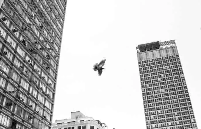 Des pigeons qui volent grâce à la navigation visuelle