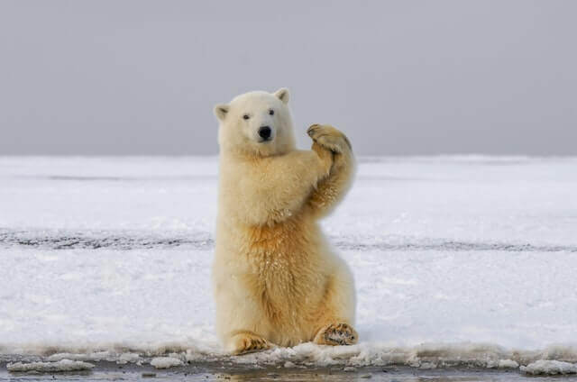 Ours polaire debout sur deux pattes