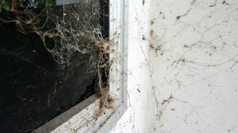 Éviter les toiles d'araignées à l'extérieur de la maison