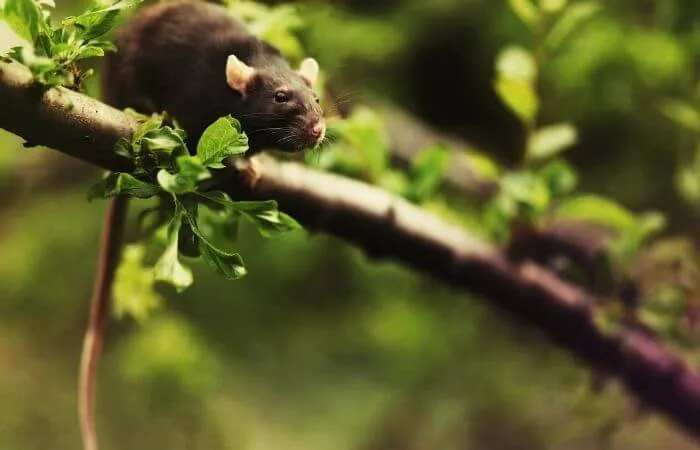 Un rat en haut d'un arbre